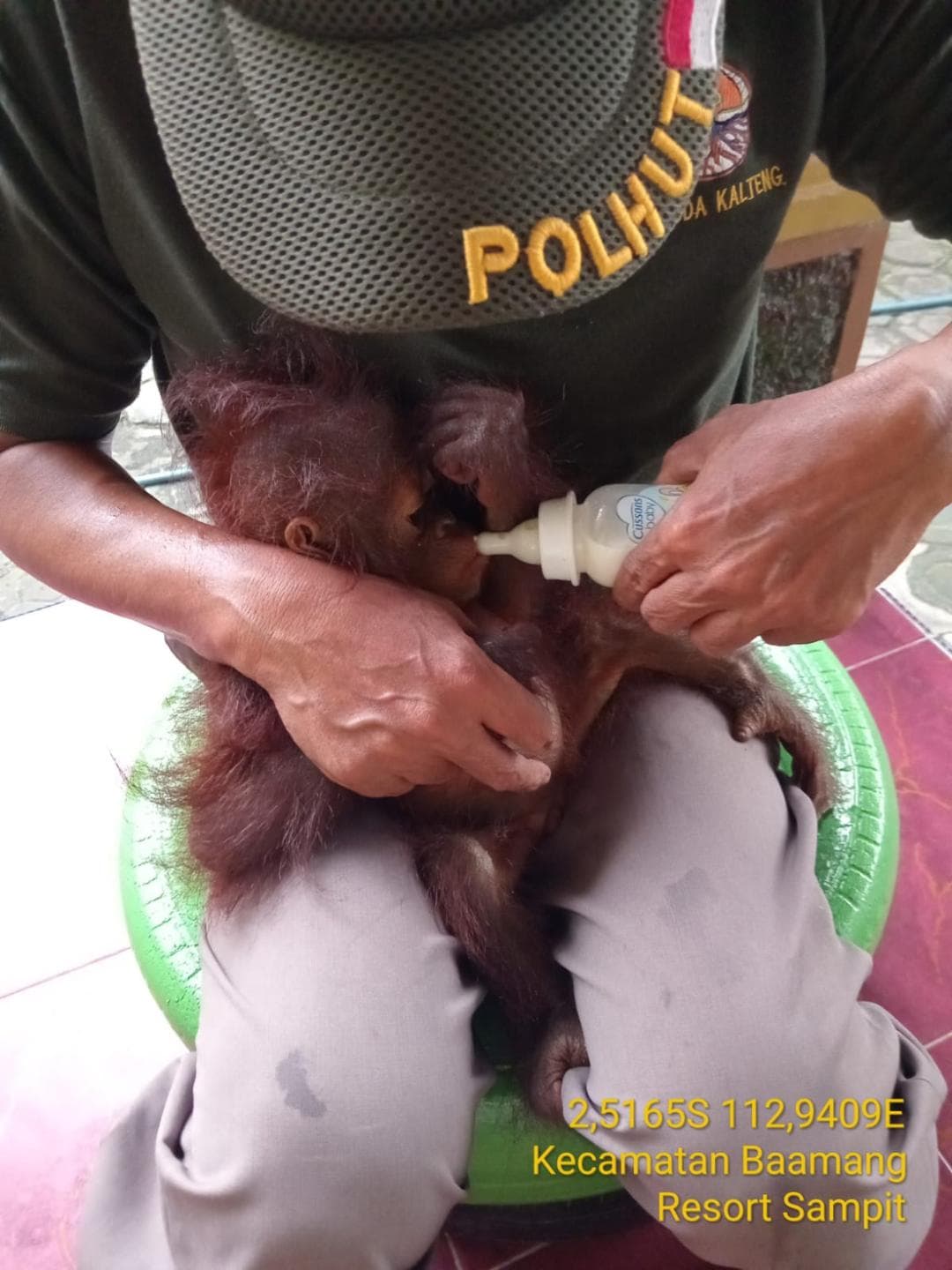 foto: orangutan, salah satu contoh hewan yang dilindungi undang-undang