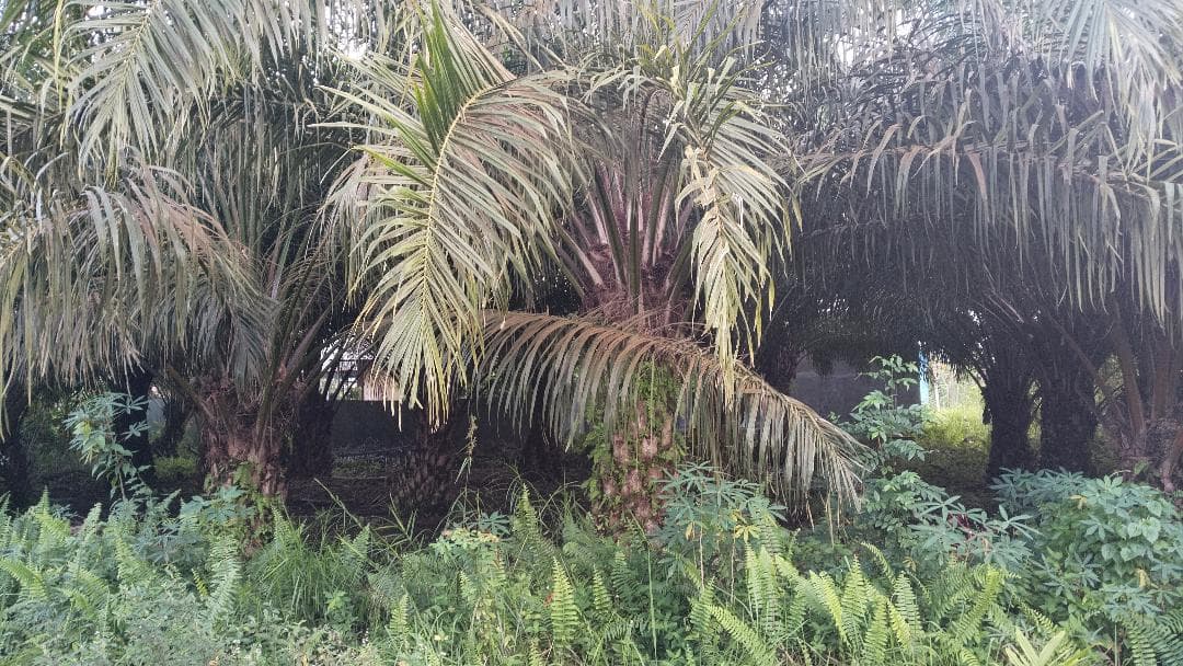 lahan sawit milik warga