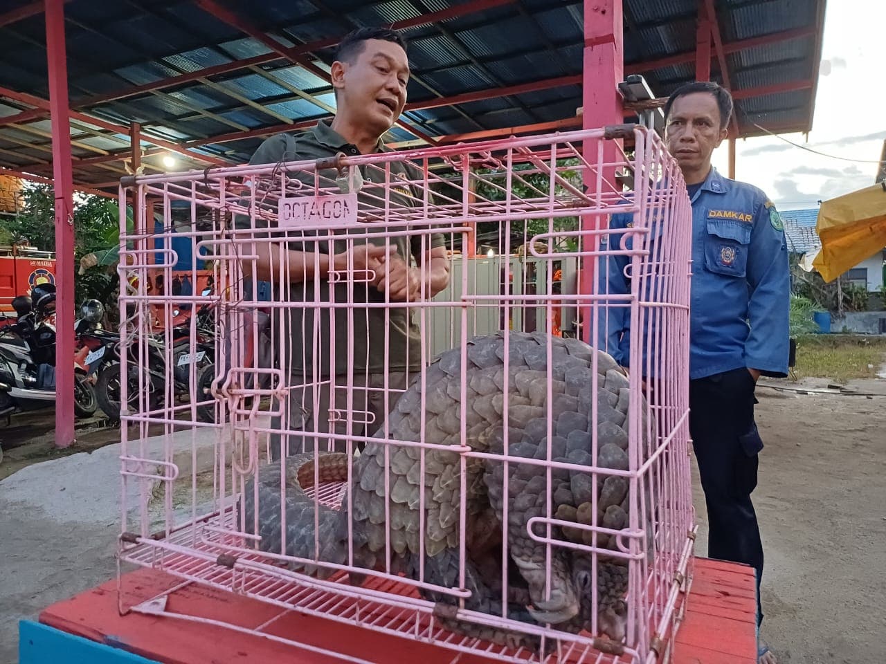 foto: petugas DKSDA bersama petugas Damkar Sampit mengamati seekor trenggiling yang berhasil diselamatkan dari dalam kontainer