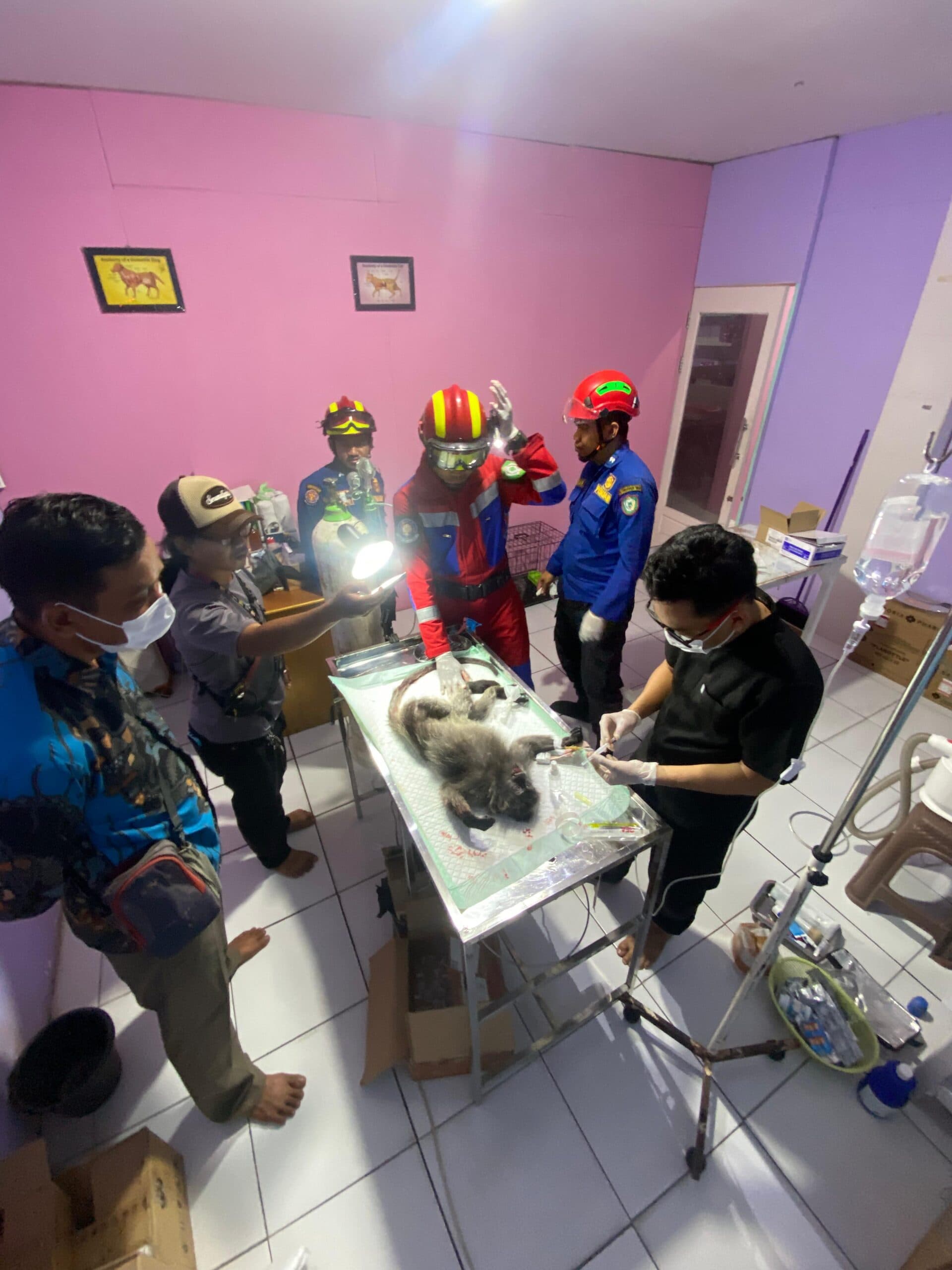 foto: PENUH LUKA. Seekor monyet jenis lutung yang penuh luka dilakukan perawatan di klinik hewan, oleh pihak Damkar dan Penyelamatan