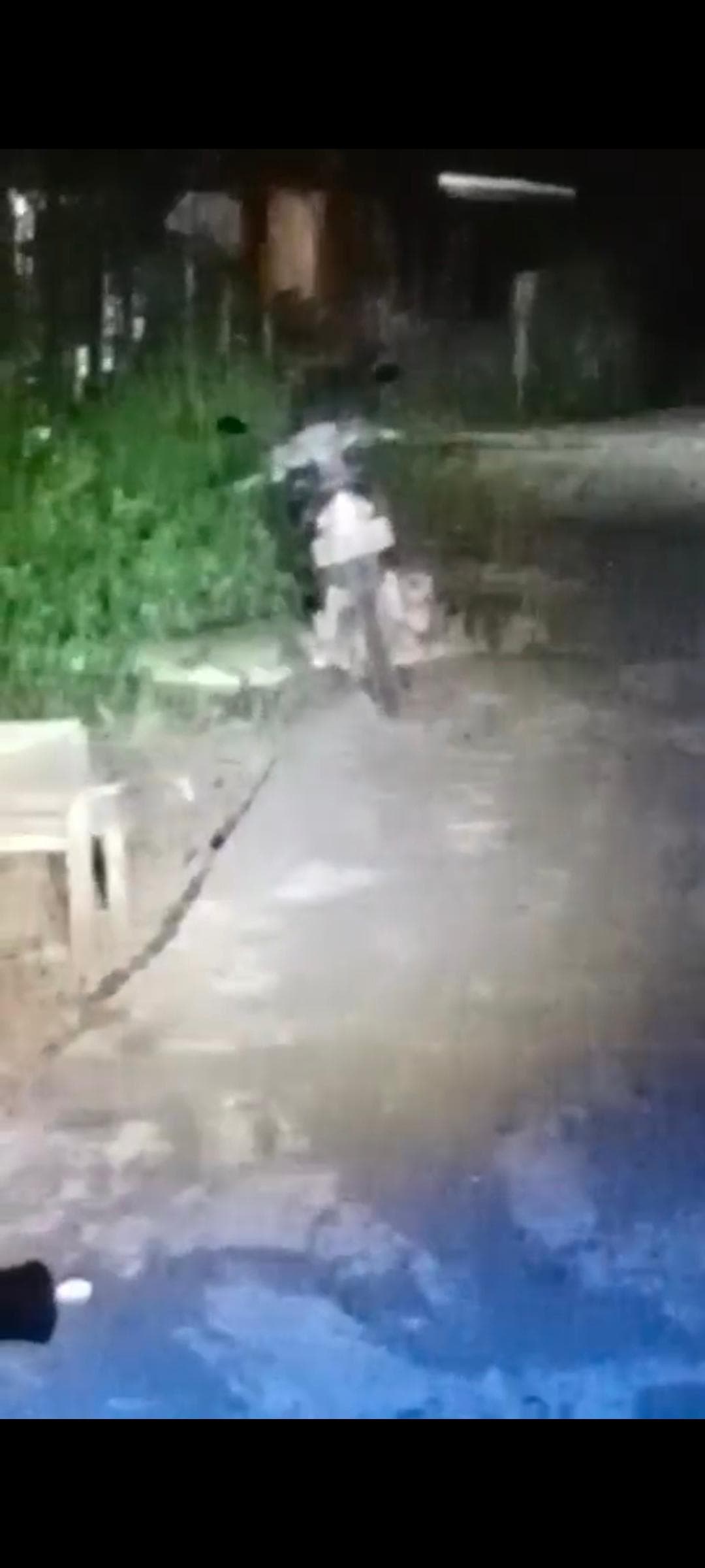 foto: penampakan buaya yang sempat terekam warga desa Bapinang Hulu, saat berada di jalanan di bawah sepeda motor warga