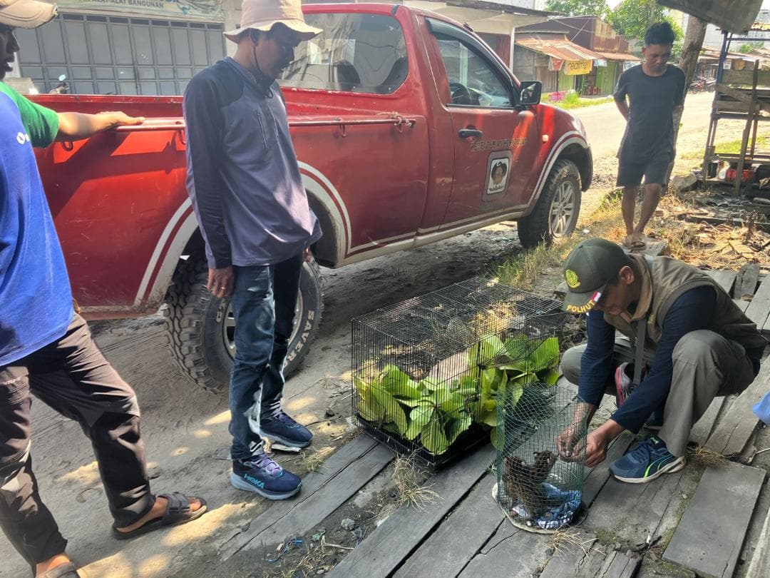 foto: Dua ekor anak kucing hutan saat diserahkan kepada BKSDA resort Sampit. Kedua satwa tersebut ditemukan warga Serambut saat membersihkan semak di kebun.